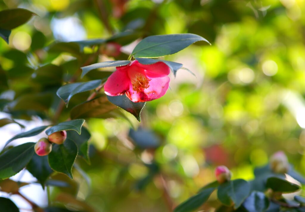 冨山ゆたか撮影：寒椿