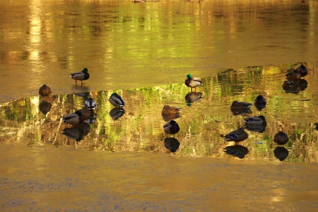 冨山ゆたか撮影：寒中の浮寝鳥１