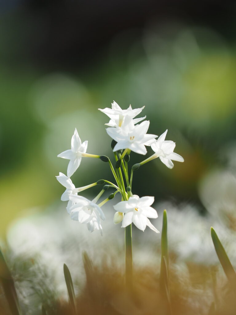 井上直子撮影：水仙（ペーパーホワイト）という品種です。（新宿御苑にて撮影）