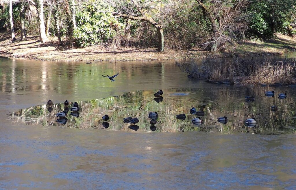 冨山ゆたか撮影：寒中の浮寝鳥２