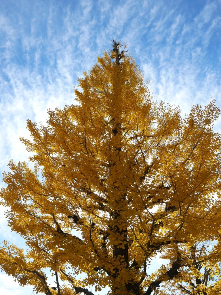 冨山ゆたか撮影：銀杏黄葉