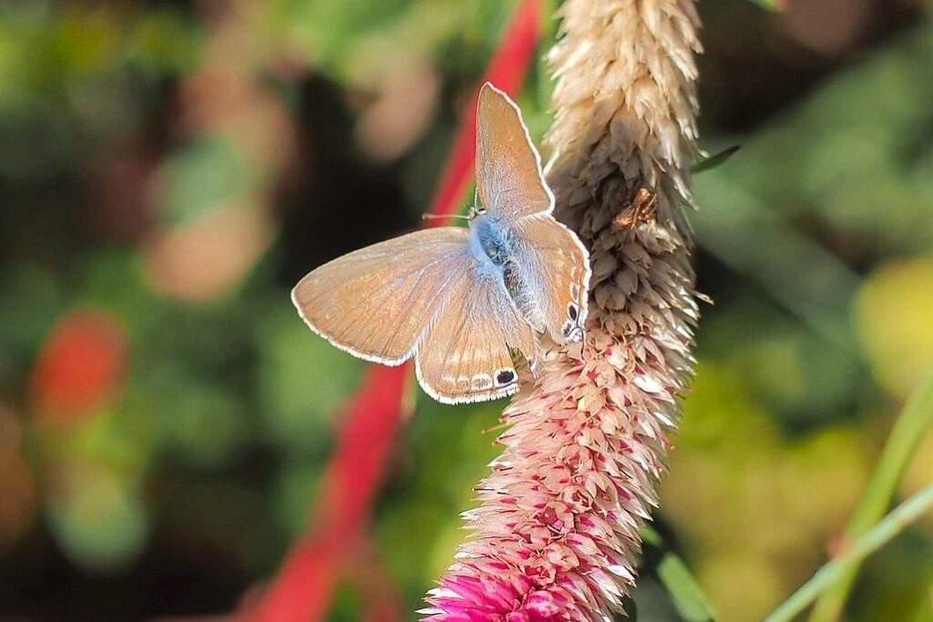 冨山ゆたか撮影　鶏頭花と蝶