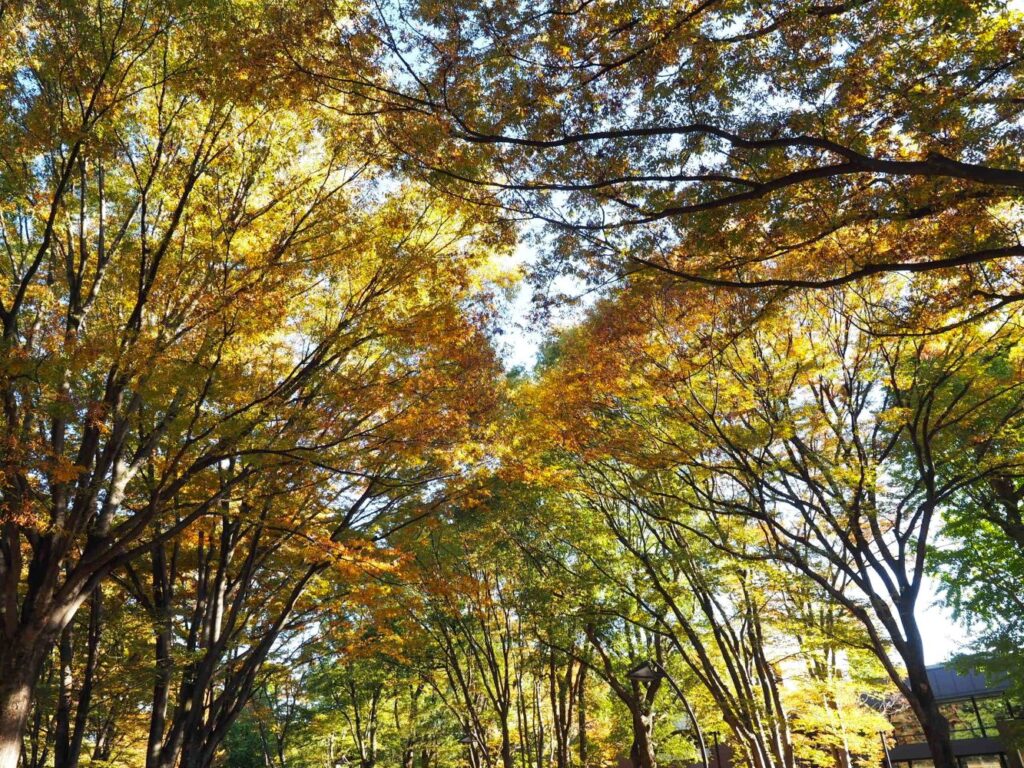 冨山ゆたか撮影　上野公園にて薄紅葉