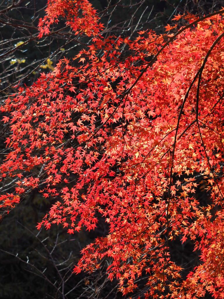 冨山ゆたか撮影：枝垂れ紅葉
