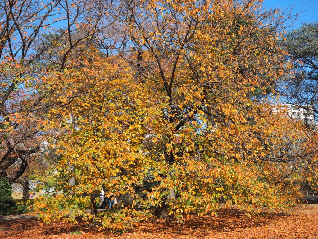 冨山ゆたか撮影：桜紅葉