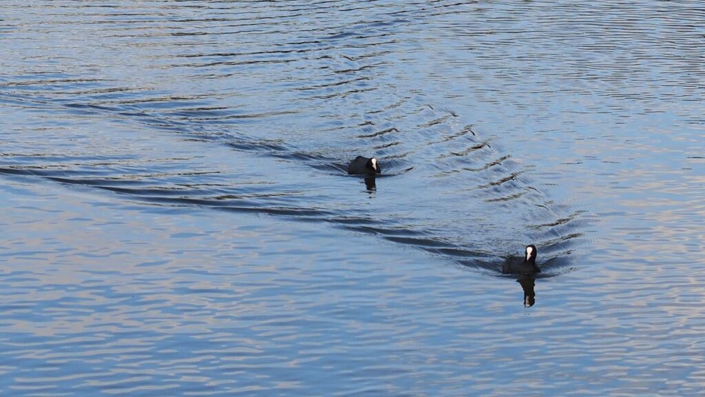 冨山ゆたか撮影：水鳥