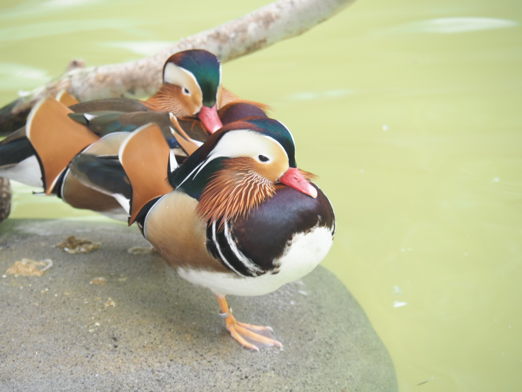 井上直子撮影：鴛鴦（静岡県掛川花鳥園にて撮影）