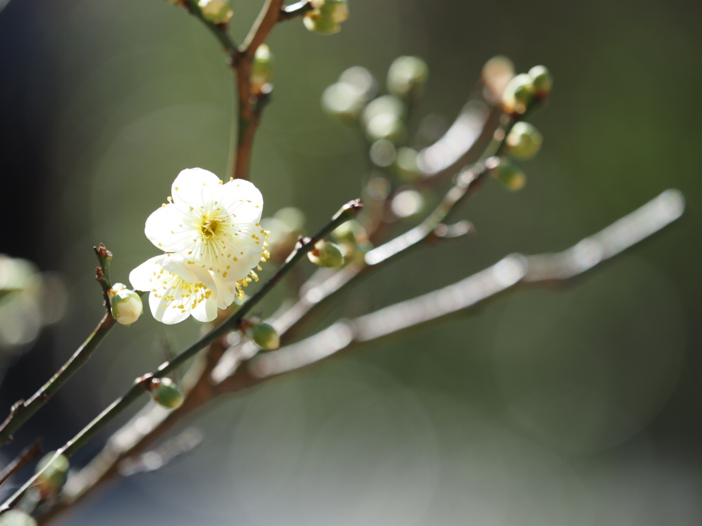 井上直子撮影：白梅 大船フラワーセンターにて撮影