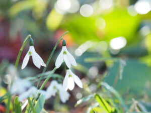 井上直子撮影：スノードロップ松雪草まつゆきそう