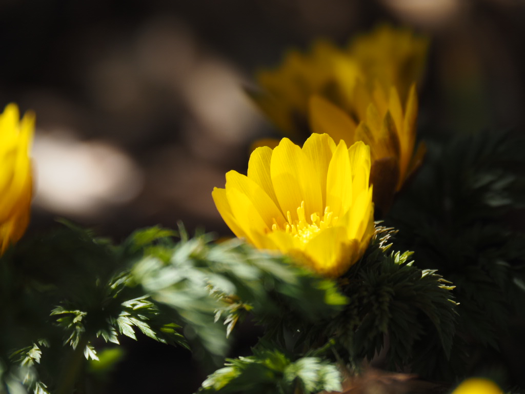 井上直子撮影：福寿草（大船フラワーセンターにて撮影）