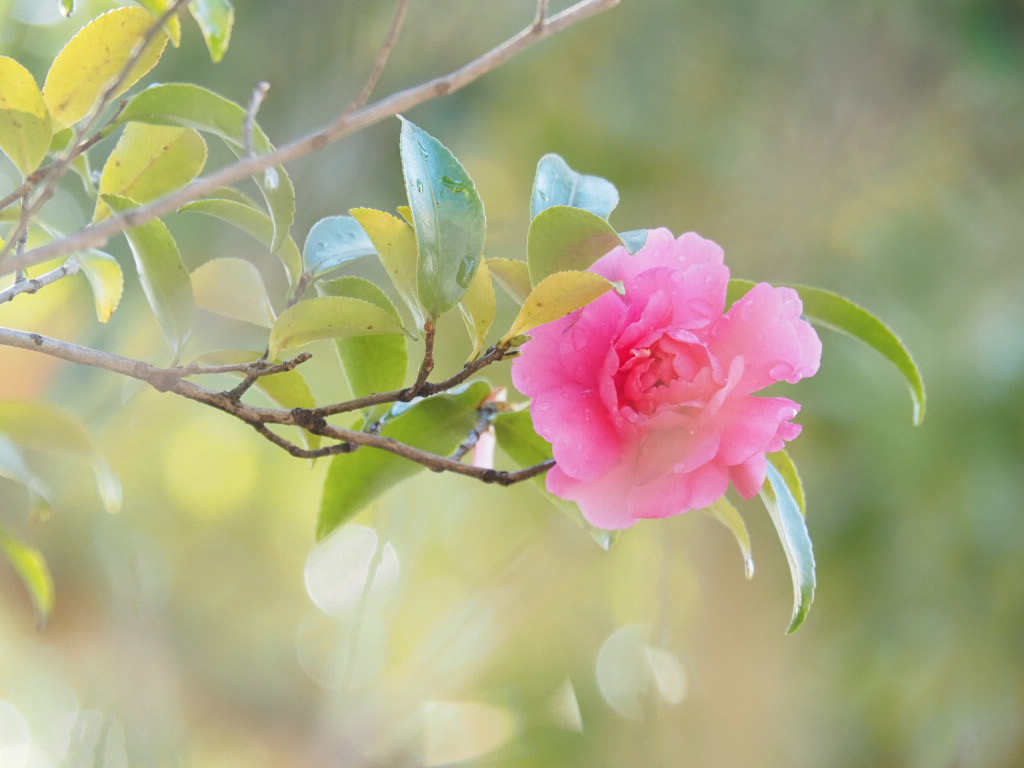 井上直子撮影：山茶花（大船フラワーセンターにて撮影）