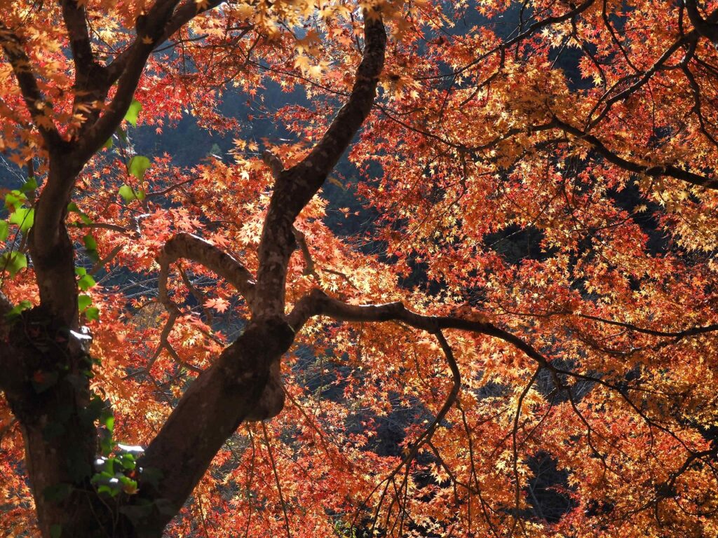 冨山ゆたか撮影：紅葉