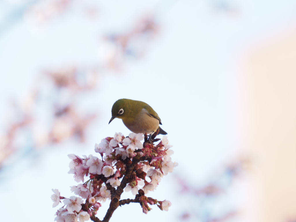 井上深空撮影：熱海桜とメジロ