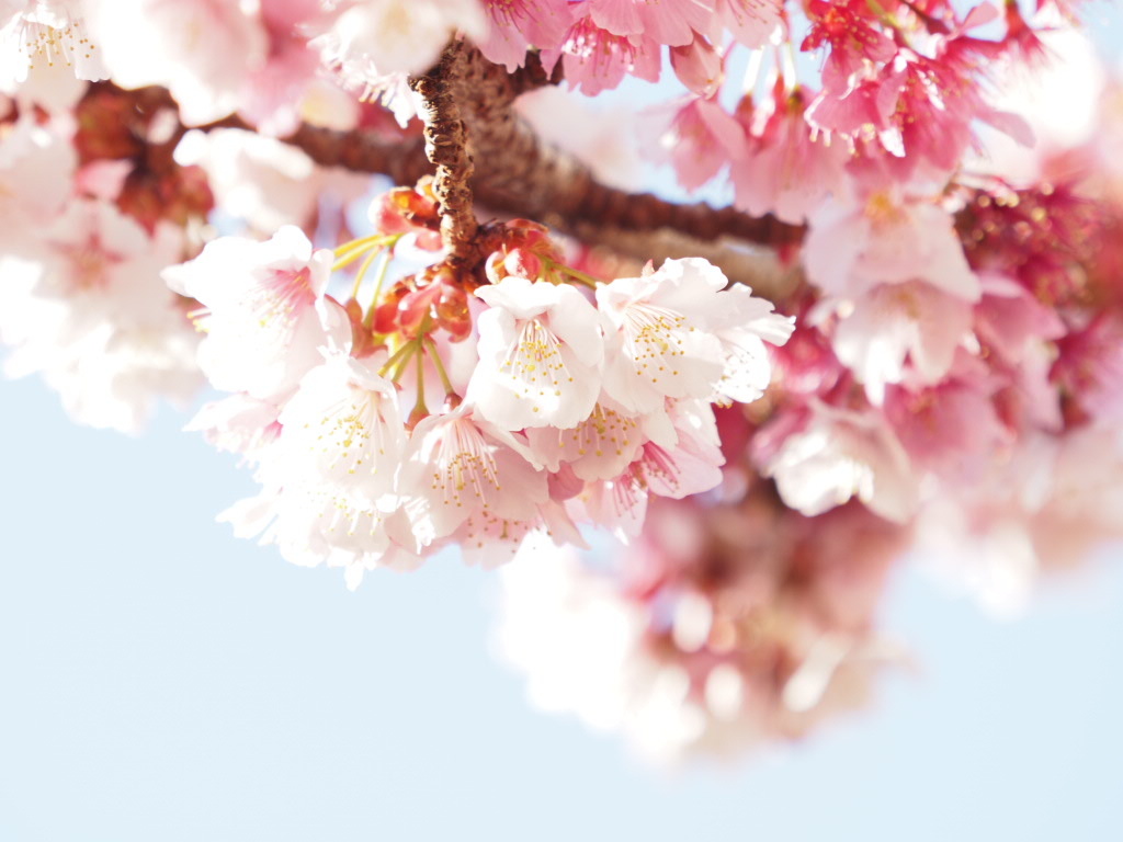 井上深空撮影：熱海桜