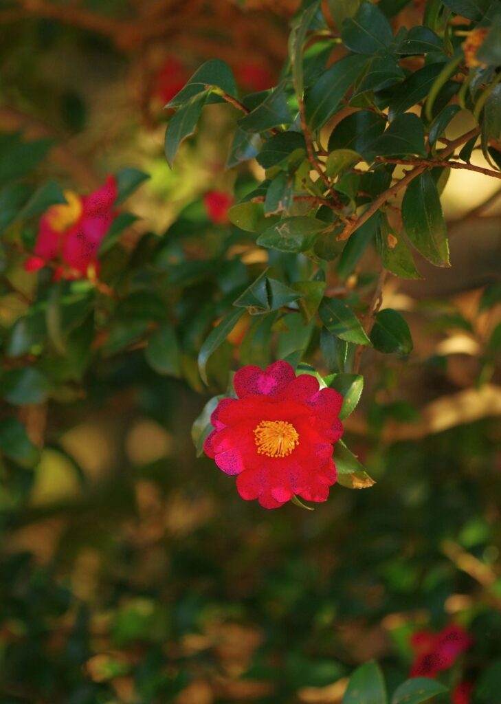富山ゆたか撮影：山茶花
