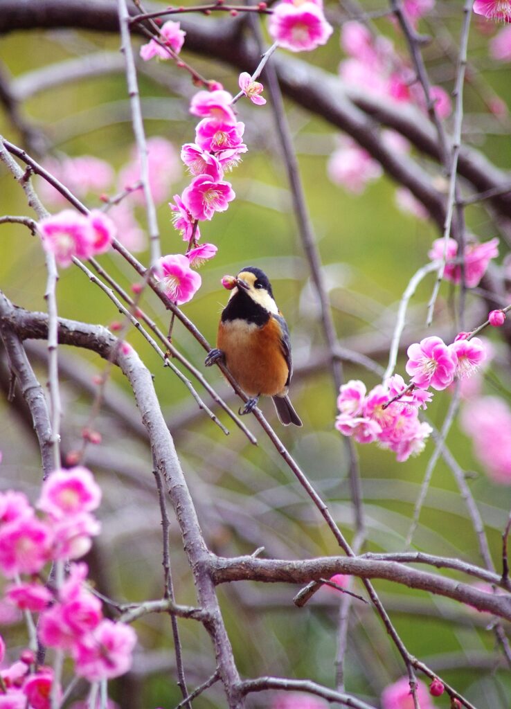 山雀と紅梅