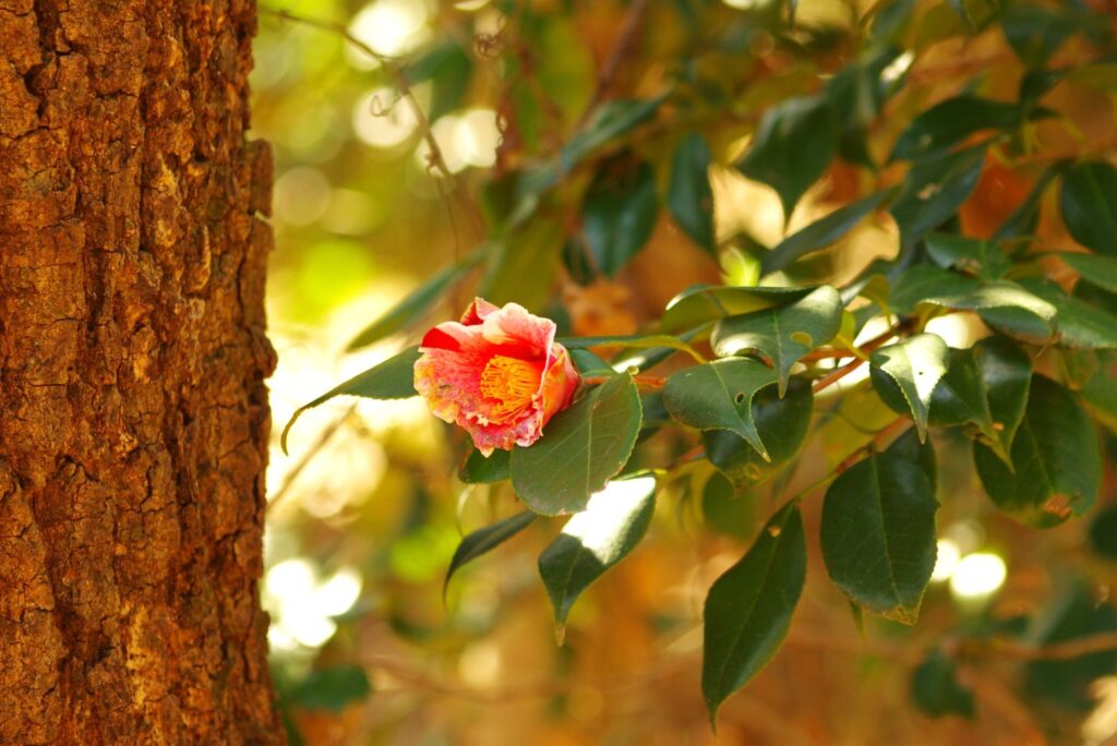 富山ゆたか撮影：椿