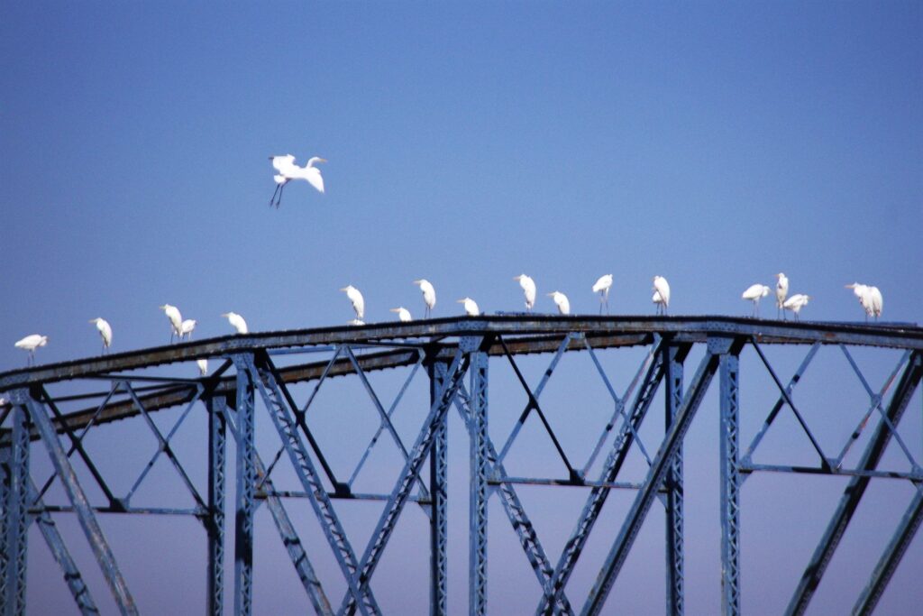 富山ゆたか撮影:白鷺