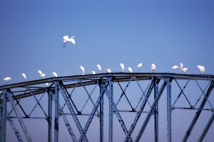 富山ゆたか撮影：白鷺