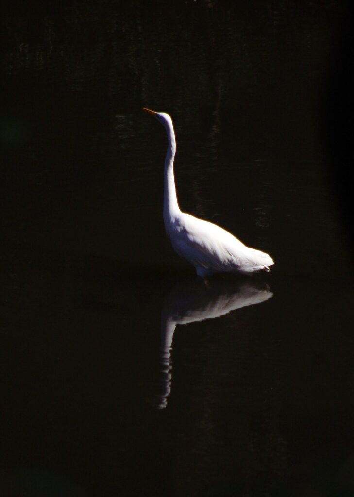 富山ゆたか撮影：白鷺２