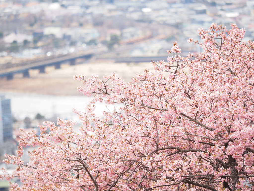 井上深空撮影：まつだ桜まつりの桜（花雲でした）