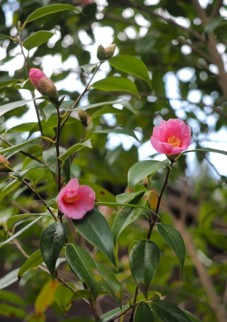 富山ゆたか撮影：侘助