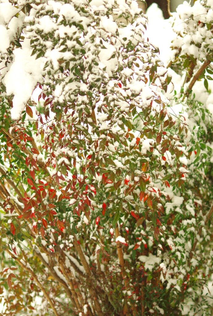 富山ゆたか撮影：南天の葉と雪