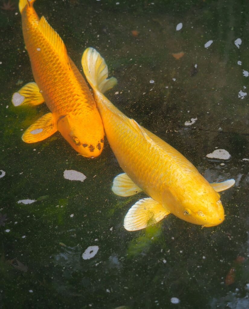 富山ゆたか撮影：宇賀神の池・金色の鯉