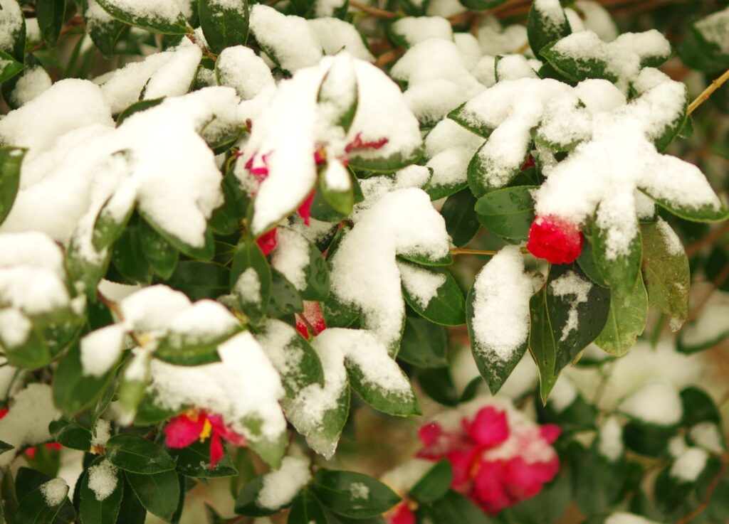 富山ゆたか撮影：山茶花と雪２