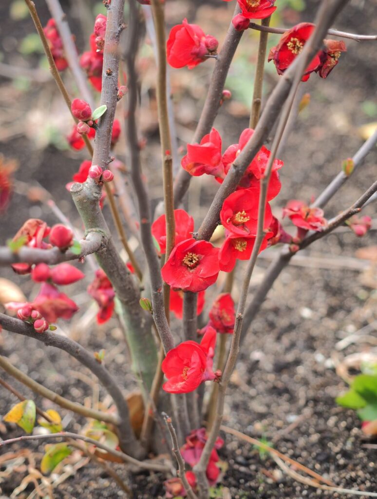 富山ゆたか撮影：木瓜の花