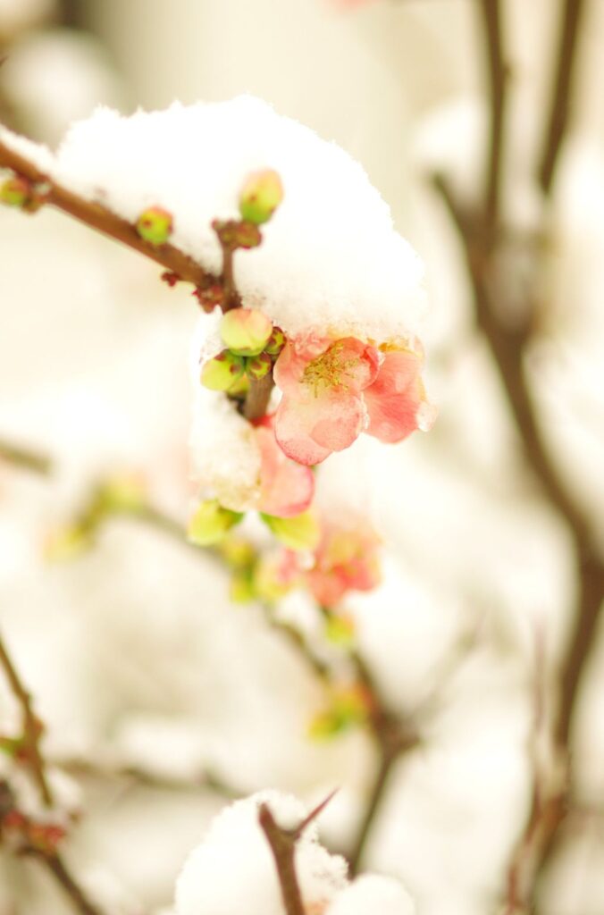 富山ゆたか撮影：木瓜の花に雪１