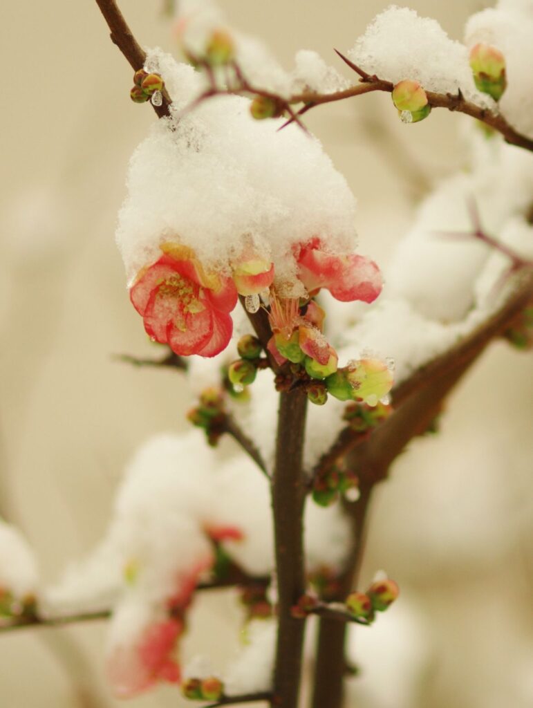 富山ゆたか撮影：木瓜の花に雪２