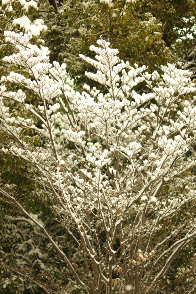 富山ゆたか撮影：枝に雪２