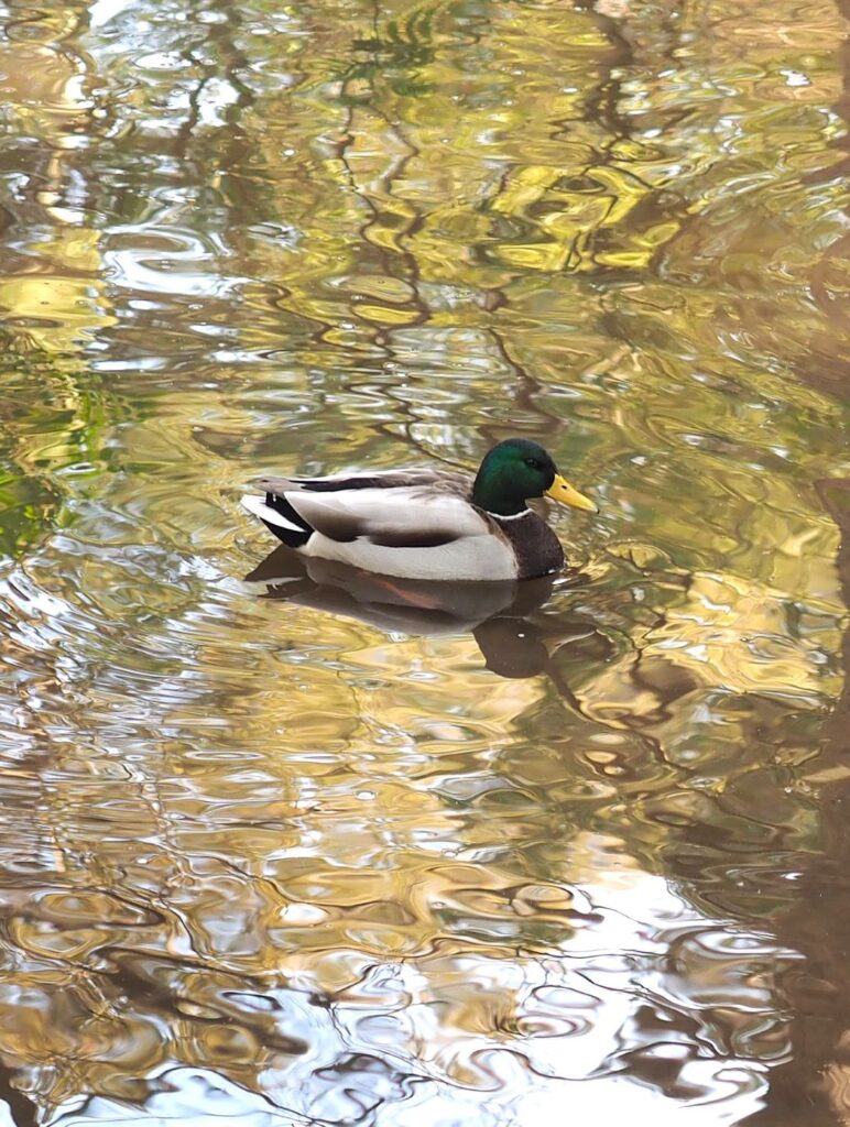 富山ゆたか撮影：池の鴨２