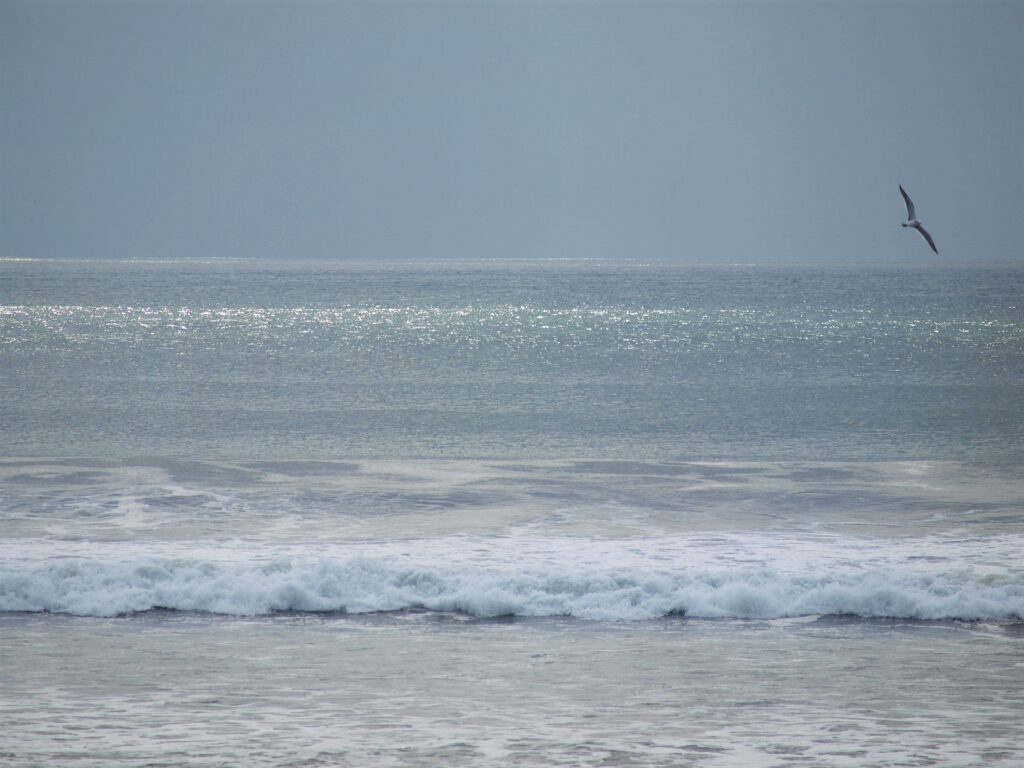 富山ゆたか撮影：海と鷗