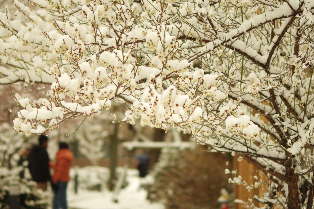 富山ゆたか撮影：白梅と雪５