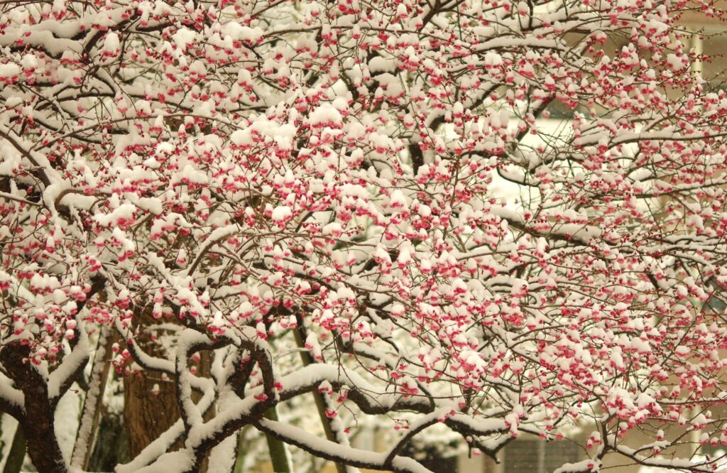 富山ゆたか撮影：紅梅と雪１
