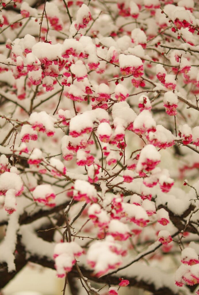 富山ゆたか撮影：紅梅と雪７