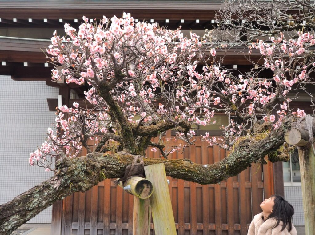 富山ゆたか撮影：紅梅を眺める少女