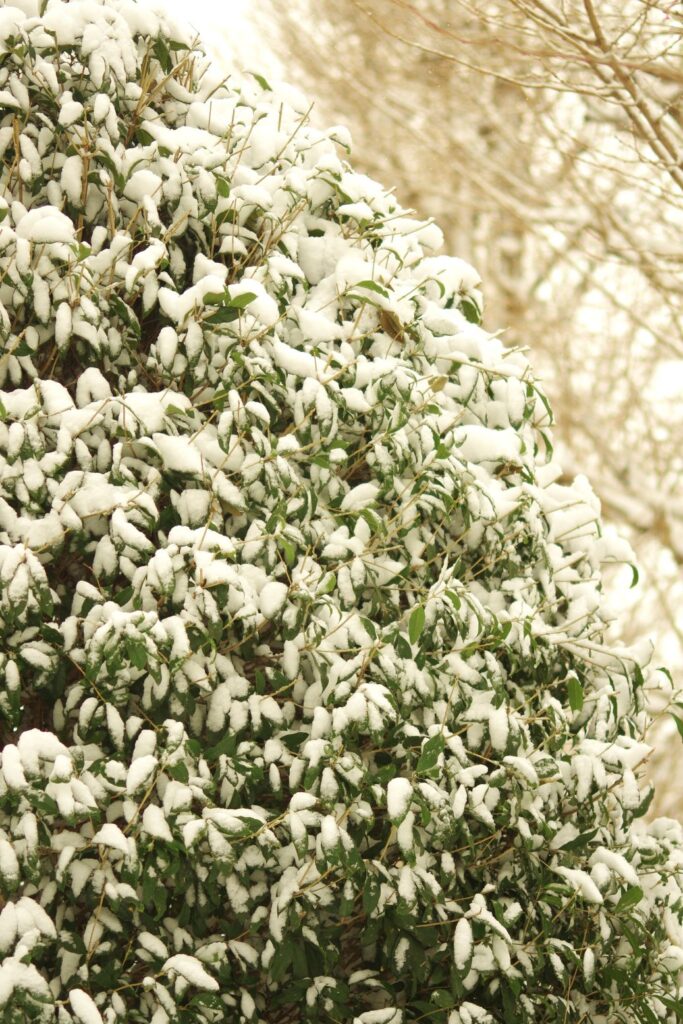 富山ゆたか撮影：翠葉に雪