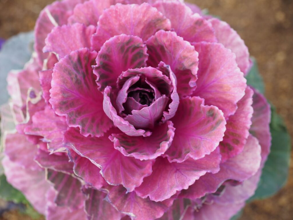 富山ゆたか撮影：葉牡丹