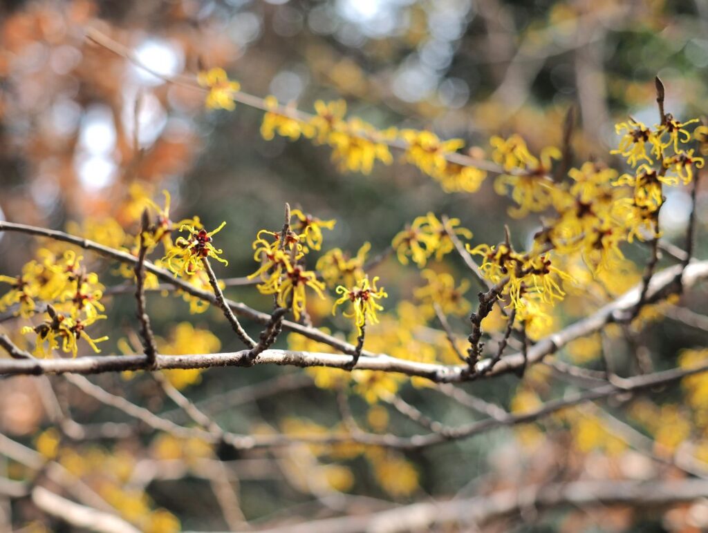 富山ゆたか撮影：金縷梅の花