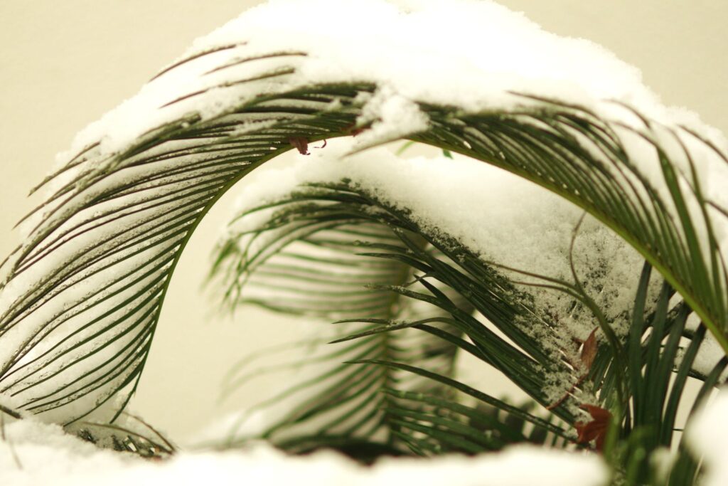 富山ゆたか撮影：雪のトンネル