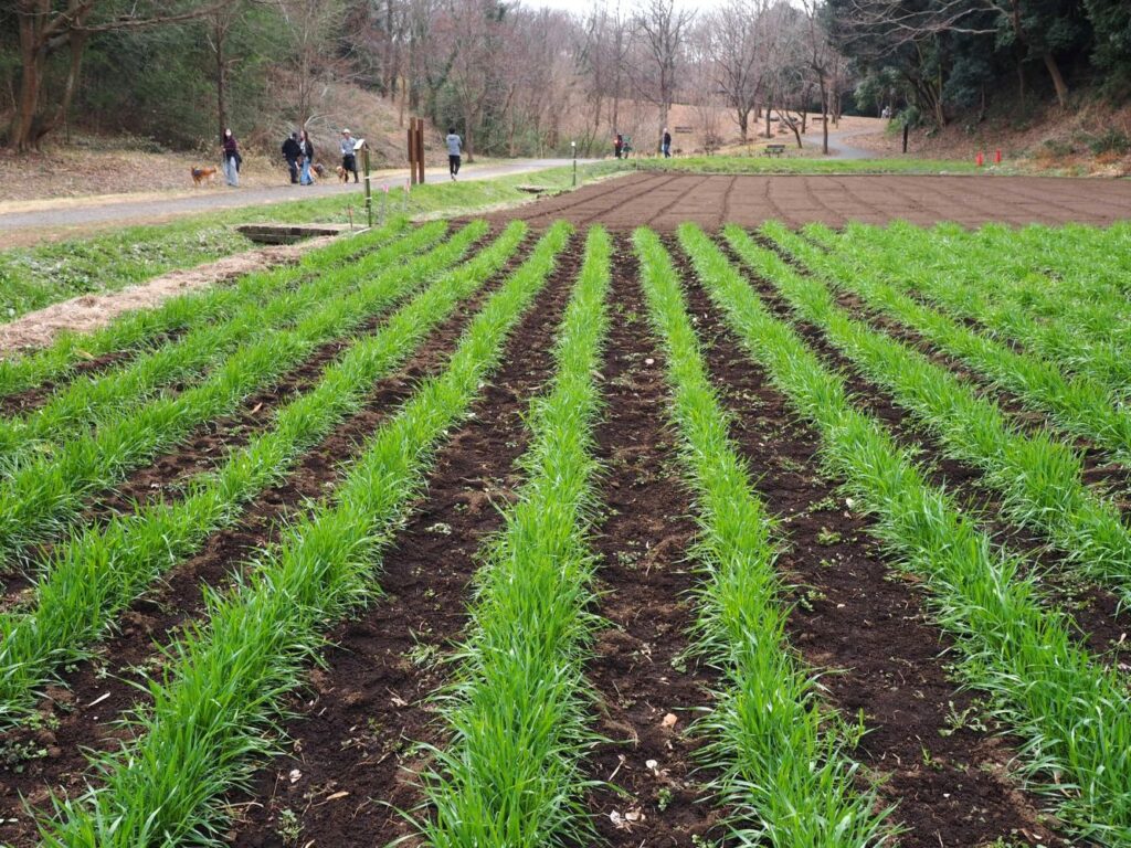 富山ゆたか撮影：麦青む