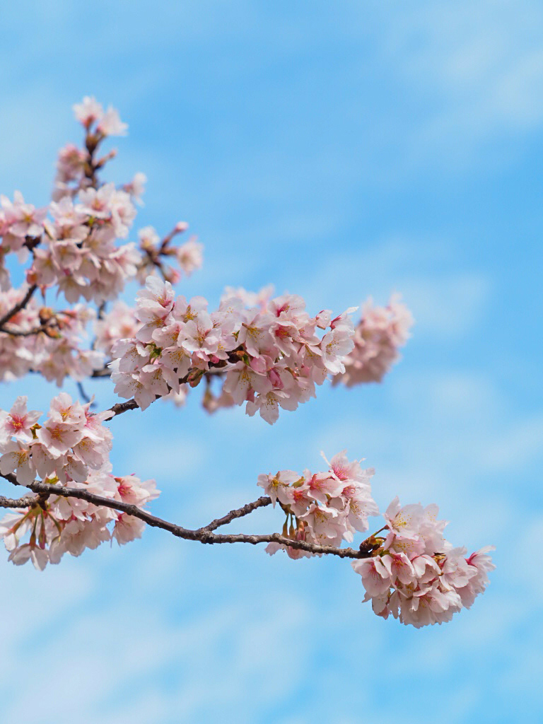 井上深空撮影：玉縄桜