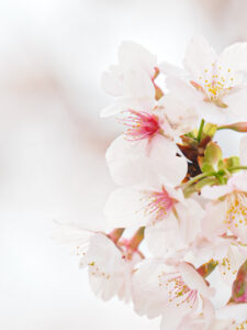 井上深空撮影：玉縄桜