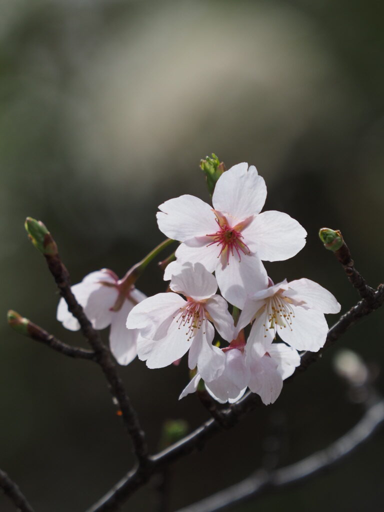 井上深空撮影：玉縄桜