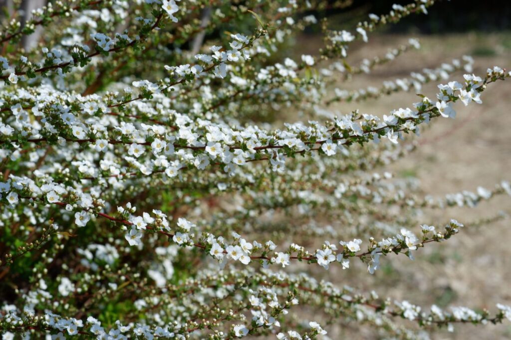富山ゆたか撮影：ユキヤナギ