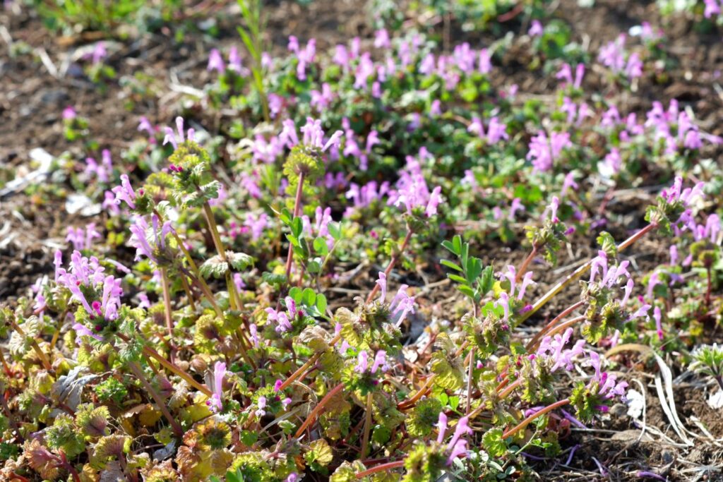 富山ゆたか撮影：仏の座