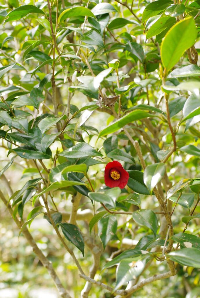 富山ゆたか撮影：光則寺椿